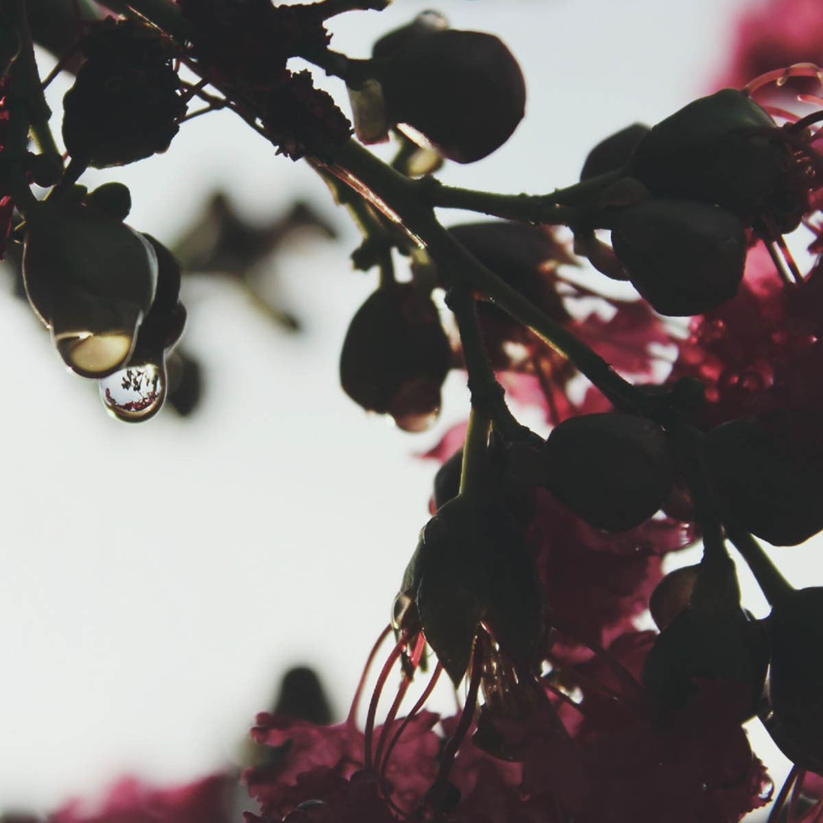 close up photo of tree fruit