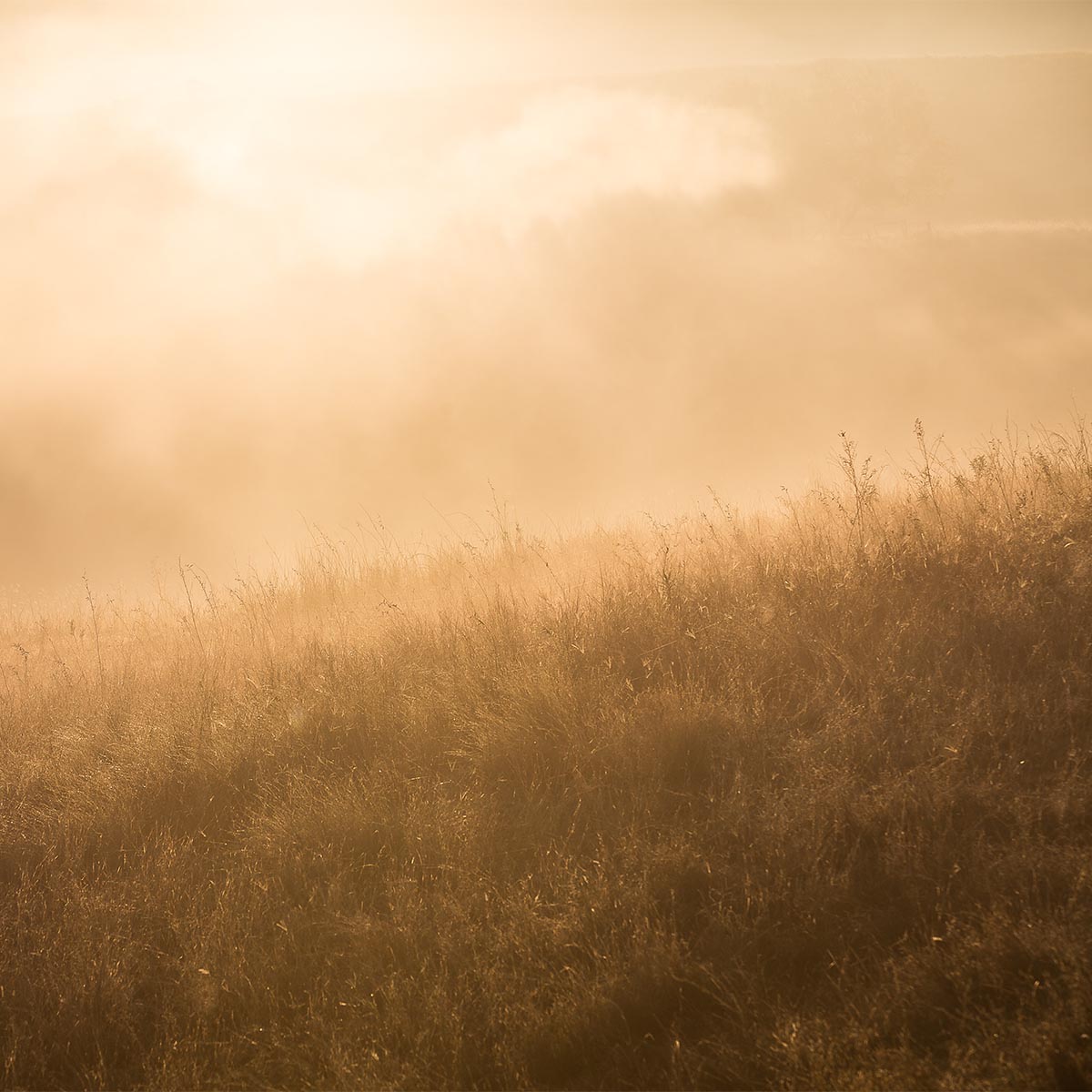 photo of morning misty field